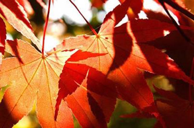 香山紅葉情