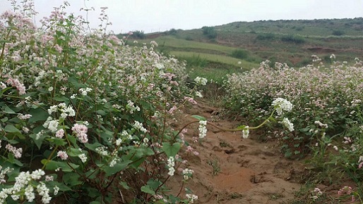 又見蕎麥花開