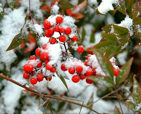 踏雪而行