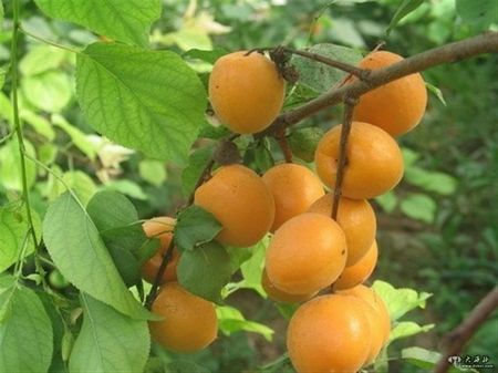 話說(shuō)芒種