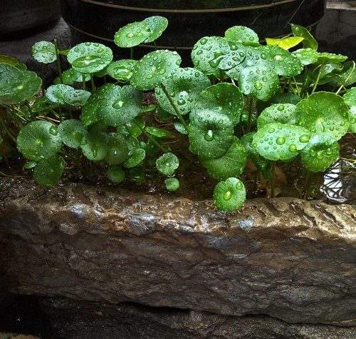 夏雨情
