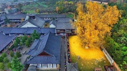 滿寺盡落黃金甲 千年古剎別樣美