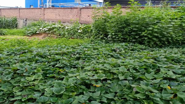 陜煤建設(shè)洗選煤運營公司紅柳林洗煤廠項目部：職工“菜園子”，舒筋又舒心