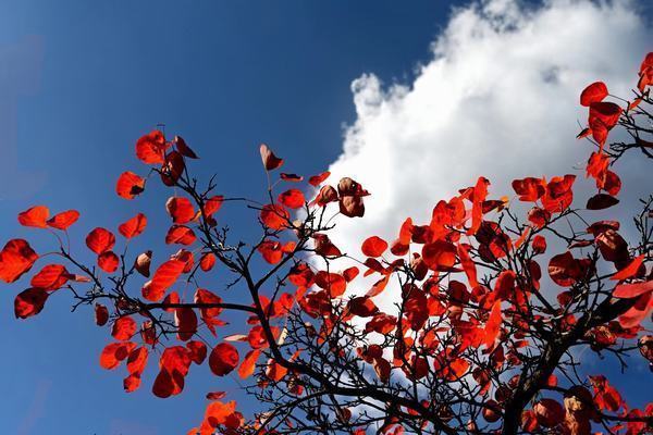 紅葉醉秋色