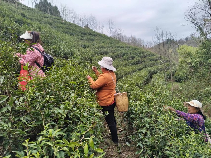陜煤建設定點幫扶村：春茶采摘忙，茶香促振興