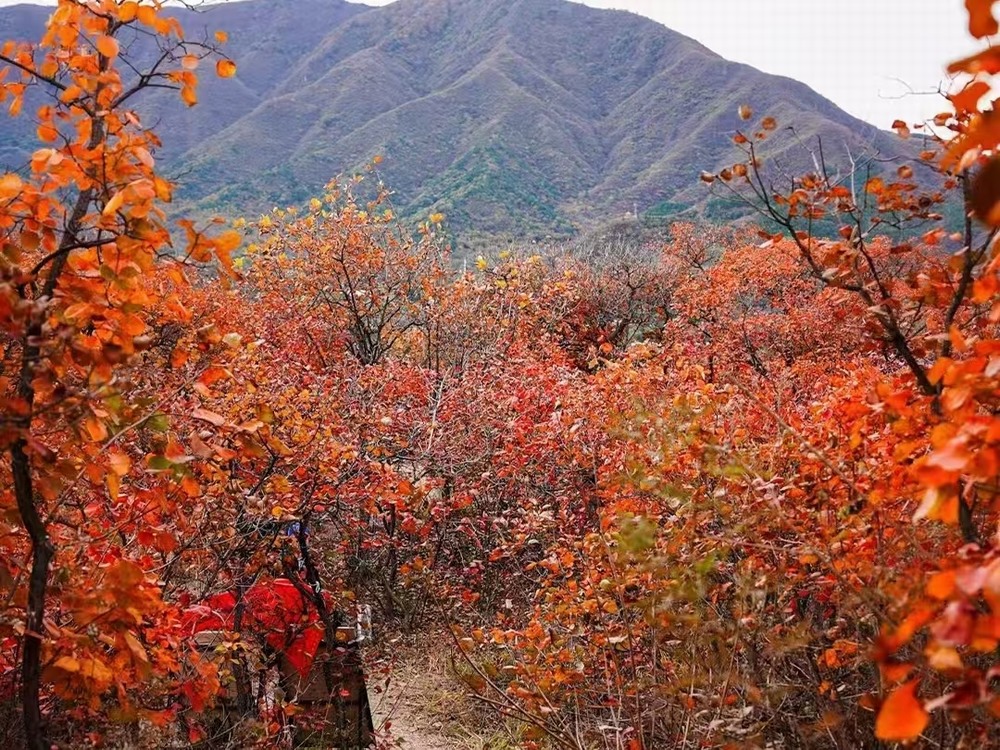 紅葉燃情，歷史鑄魂