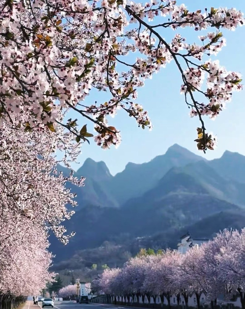 邂逅春櫻，期許四季