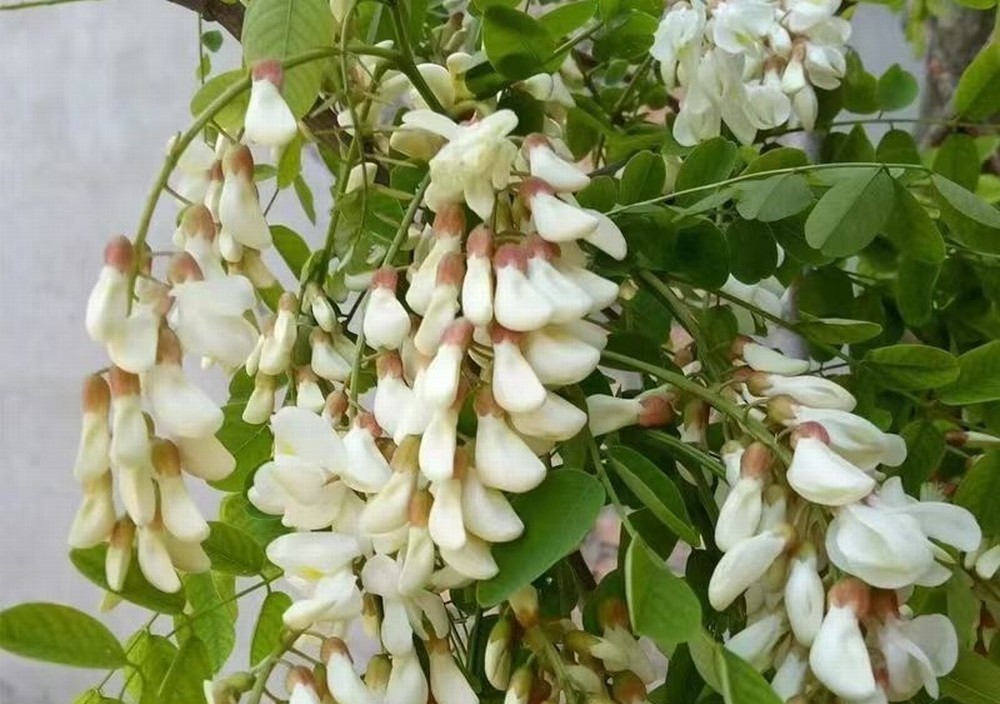 走！鉤洋槐花去！